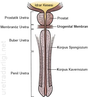 erkek üretrasının bölümleri