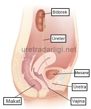 kadın üretrası